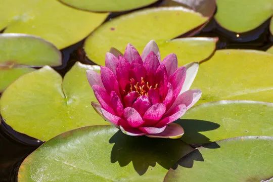 汇丰娱乐 移动应用背景